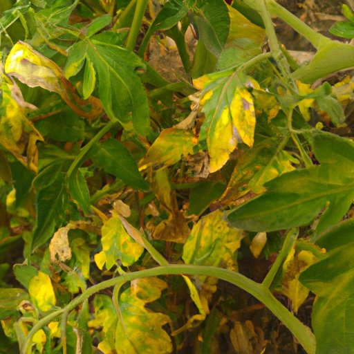 Why Are My Tomato Plant Leaves Turning Yellow? A Comprehensive Guide to Understanding and Curing Tomato Plant Problems