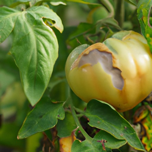 Why Are My Tomato Plants Turning Yellow? A Comprehensive Guide