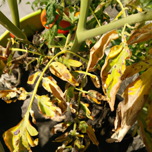 Why Are My Tomato Leaves Turning Yellow? A Comprehensive Guide to Identifying and Treating the Problem