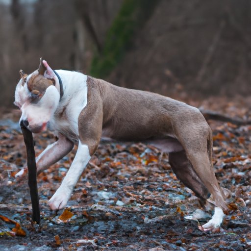 Understanding Pitbull Aggressiveness: Myths and Facts