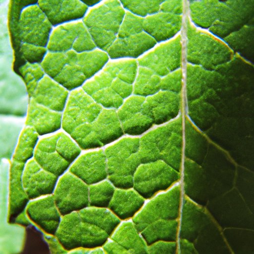 Why Are the Leaves Green? The Science and Significance Behind Photosynthesis