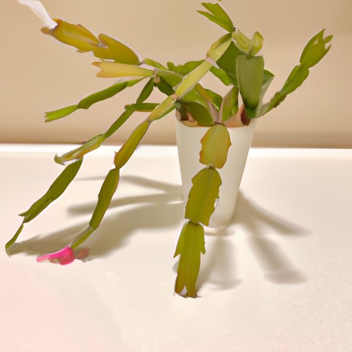 The Ultimate Guide to Fixing Limp Christmas Cactus Leaves