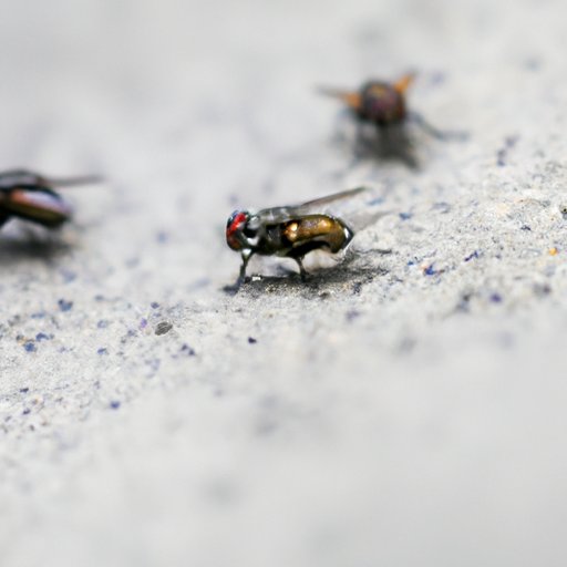 Why Are There Flies in My House? Common Causes, Health Risks, and Effective Solutions