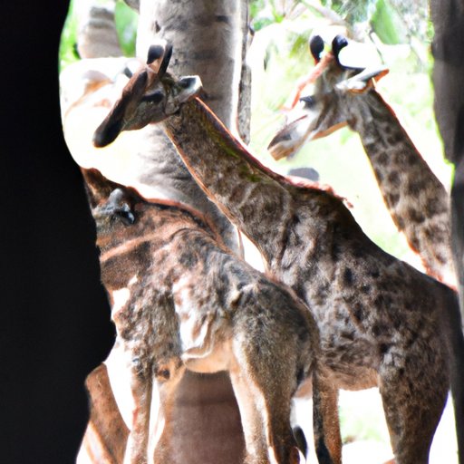 Exploring the Importance of Zoos: The Benefits for Conservation, Education, and Animal Welfare