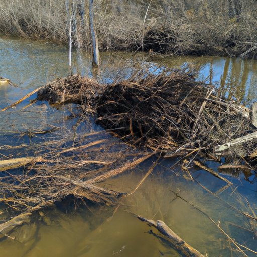 Why Do Beavers Build Dams? Exploring the Ecological and Engineering Marvels of Beaver Dam Building