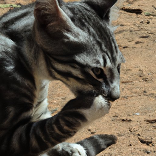 Why do Cats Knead? The Origins, Science, and Significance of Feline Kneading