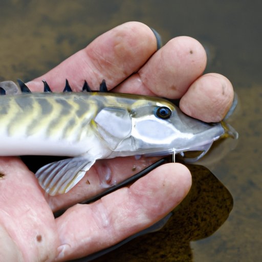 Why Did River Monsters End? Unraveling the Mystery and Reflecting on its Legacy