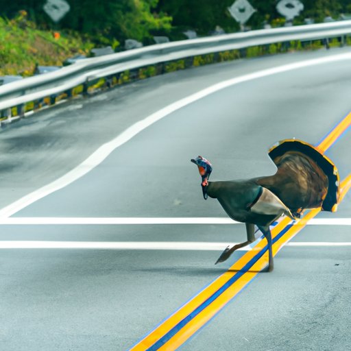Why Did the Turkey Cross the Road? Exploring Their Habits, Dangers, and Importance in Ecology