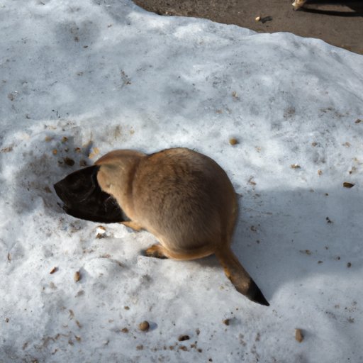 Understanding Why Animals Hibernate: How it Helps Them Survive the Winter