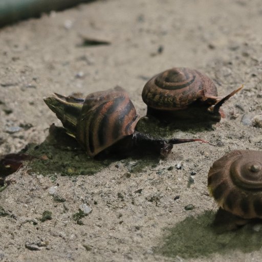 Why Do Animals Walk in Circles: Exploring the Science and Meaning Behind Circular Locomotion