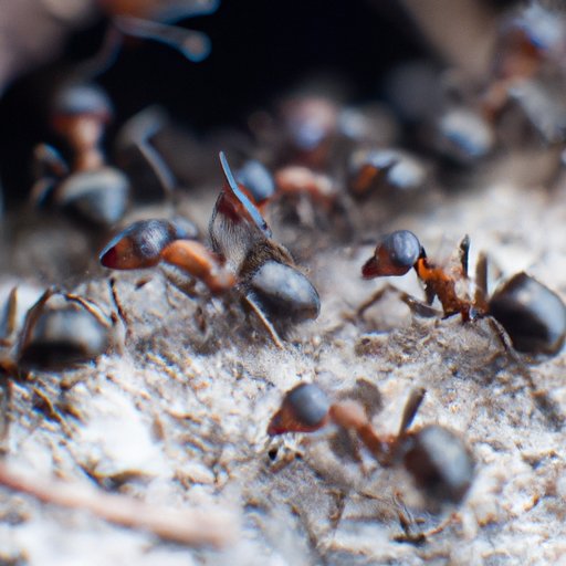 Why Do Ants Carry Dead Ants: Understanding the Social Behavior of Ants