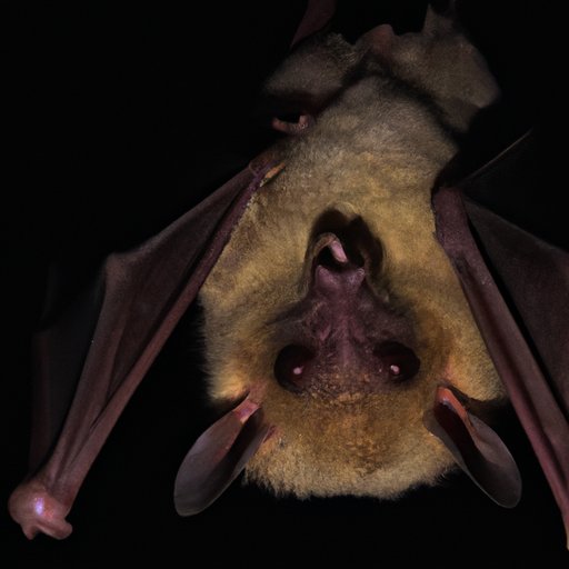 Why Do Bats Sleep Upside Down? Exploring the Physiology of an Unusual Habit