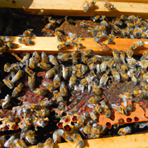 Why do Bees Have Sticky Hair? Exploring the Science behind Pollination