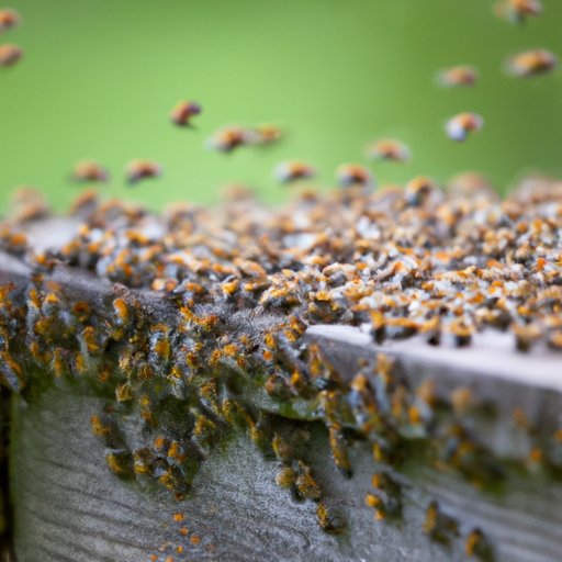 Exploring the Whys of Bee Swarming: Biological and Environmental Impacts, Beekeeping Tips, and Myth-Busting