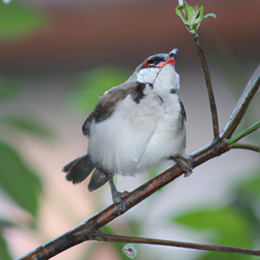 The Mystery of Nocturnal Bird Chirping: Unveiling the Reasons Behind This Natural Phenomenon