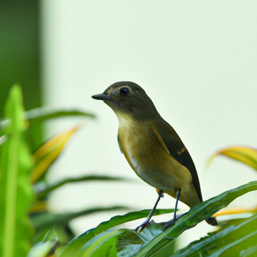The Intriguing World of Birdsong: Why Birds Sing and Their Importance to Nature and Human Health