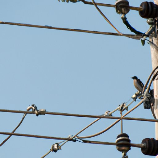 Why Do Birds Sit on Power Lines? Exploring the Fascinating Reasons Behind This Behavior