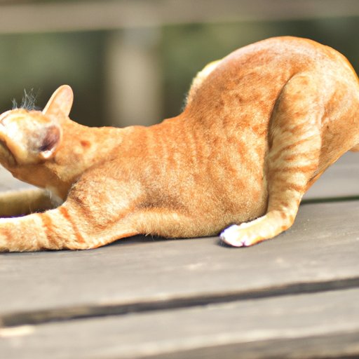 The Science and Significance of a Cat’s Arched Back: Understanding Feline Body Language