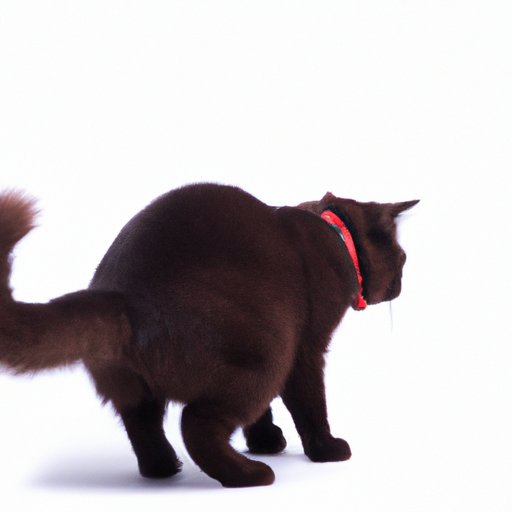 Why Do Cats Arch Their Backs: A Comprehensive Guide