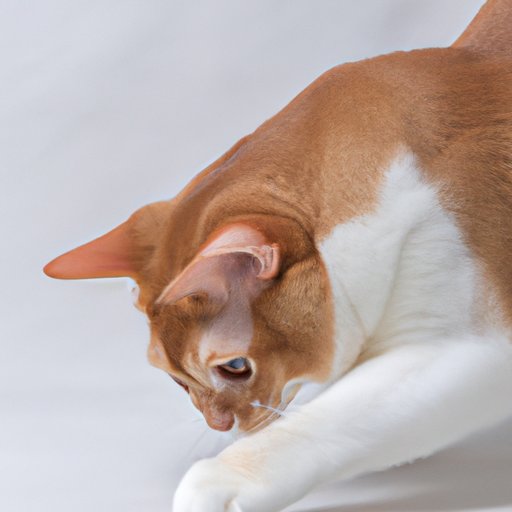 The Instinct Behind Gift-Giving: Why Cats Bring You Dead Animals