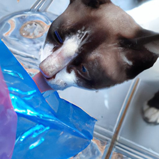 Why Do Cats Chew on Plastic? Understanding the Behavior and Its Impact on Feline Health