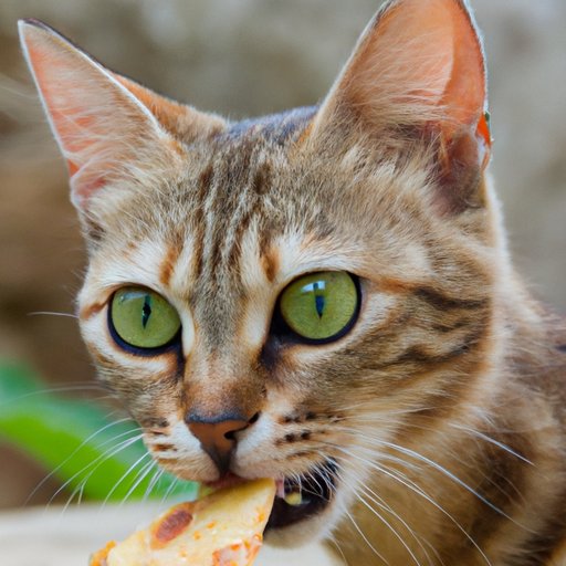 Why Do Cats Eat Their Babies? Understanding Feline Behavior and Instincts