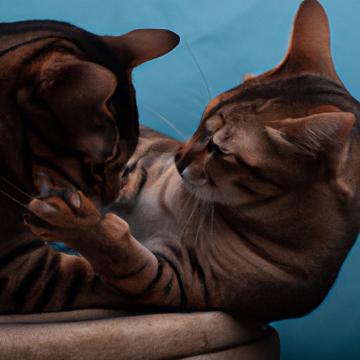 Why Do Cats Fight? Understanding Feline Aggression