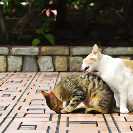 Why Do Cats Lick People: 7 Surprising Reasons and Expert Insights