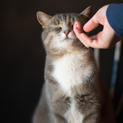Why Do Cats Like to Be Pet? The Science and Psychology Behind Your Feline Friend’s Love Language