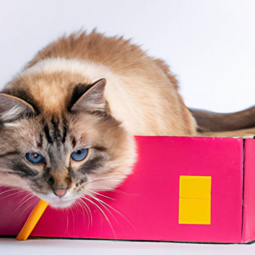 Cats Love Boxes: Understanding Feline Behavior