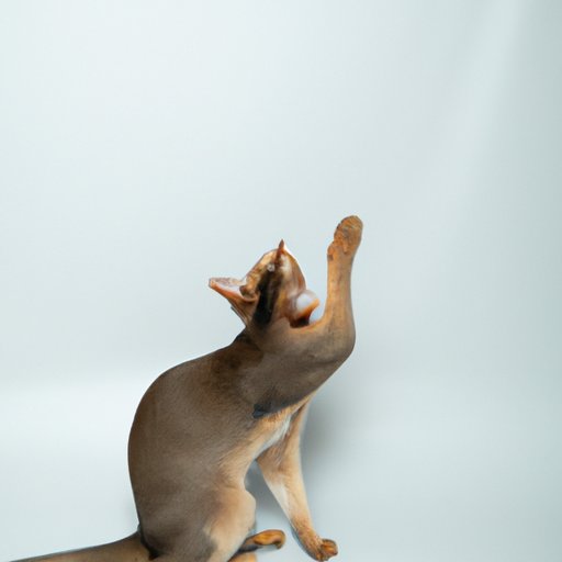 Why Do Cats Move Their Tails: Decoding Feline Communication