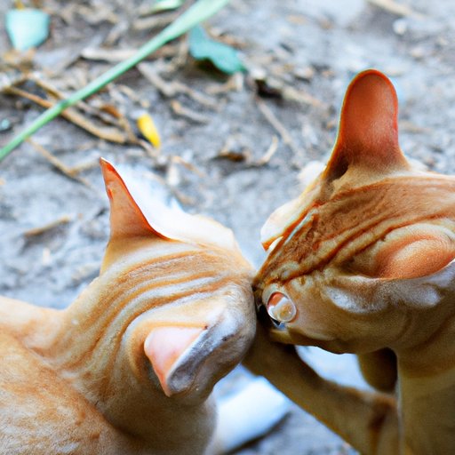 Why Do Cats Nibble On You? Understanding Your Feline’s Behavior