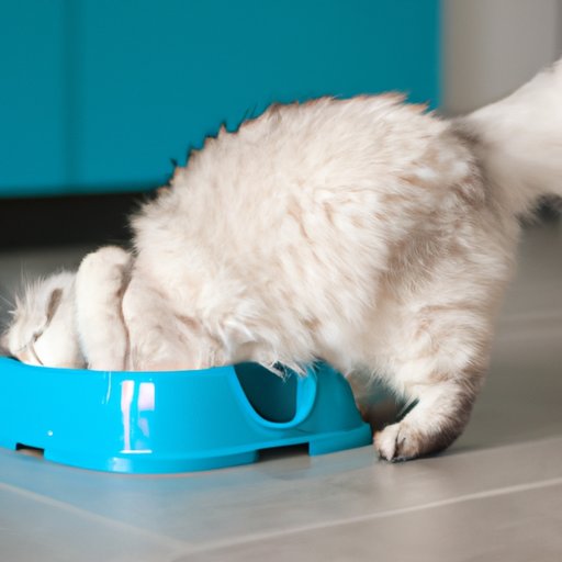 Why Do Cats Poop Outside the Litter Box? Understanding Litter Box Problems