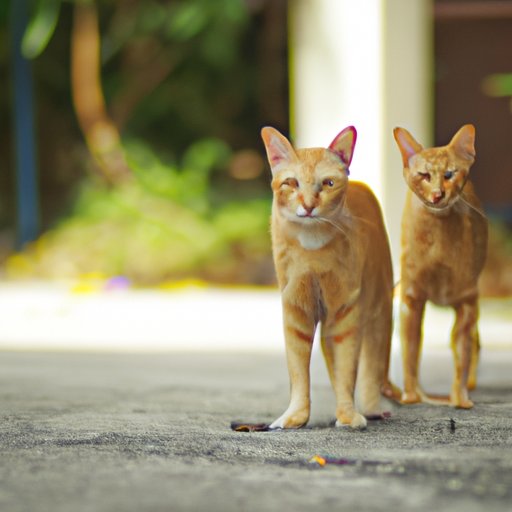 Why Do Cats Run Away: Understanding and Preventing This Behavior