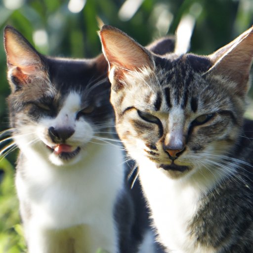 Why Do Cats Trill? Understanding The Fascinating Behavior