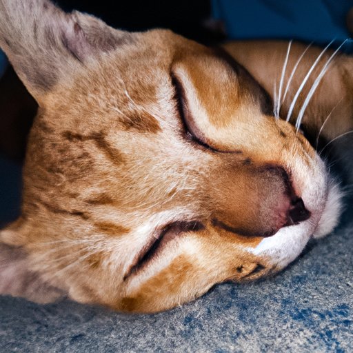 Why do Cats Twitch in Their Sleep: Exploring the Science, Evolution and Behavior Behind This Common Feline Phenomenon