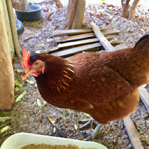 Why Do Chickens Eat Their Eggs: Understanding the Reasons and Preventative Measures