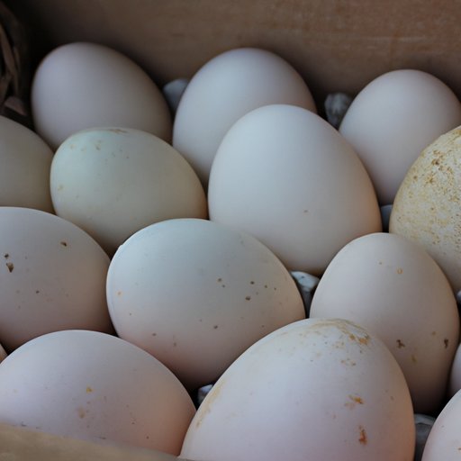 Why Do Chickens Lay Eggs? Exploring the Science, Nutrition, Environment, Economics, and History Behind Chicken Eggs