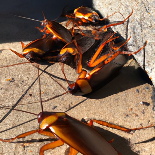 Why Do Cockroaches Exist: The History, Benefits, and Impacts of These Pervasive Insects