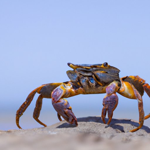 Why Do Crabs Walk Sideways? Exploring the Science, Evolution and Benefits of Their Unique Locomotion