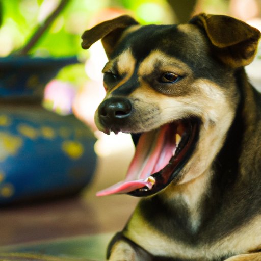 Why Do Dogs Bark in Their Sleep? Understanding Your Pup’s Sleep Barks