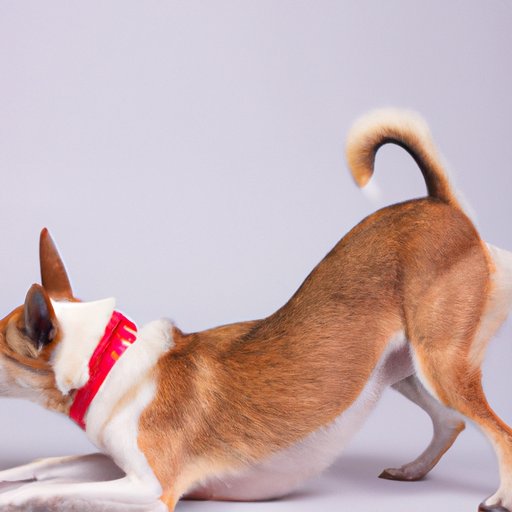Why Do Dogs Bite Their Tails: Understanding the Reasons and Solutions