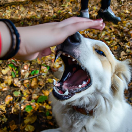 Why Do Dogs Bite? Understanding the Causes, Prevention, and Consequences