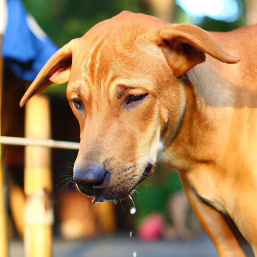 Why Do Dogs Breathe Fast: Understanding Your Canine Companion’s Breathing Patterns