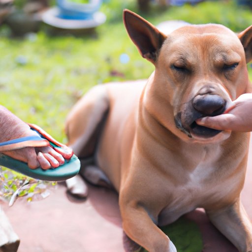 Why Do Dogs Chew Their Feet? Understanding the Causes and Solutions