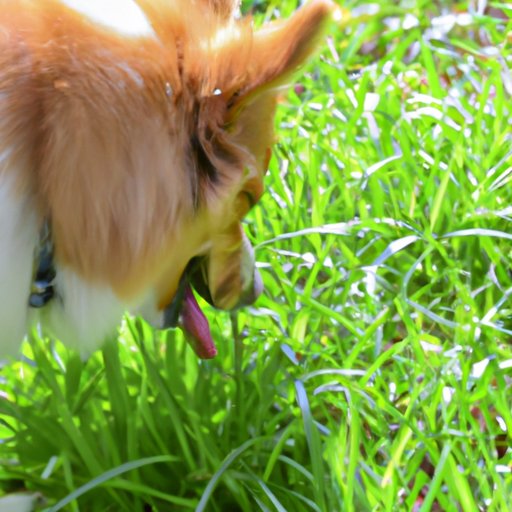 Why Do Dogs Eat Grass and Vomit? Understanding the Behavior and Preventing It