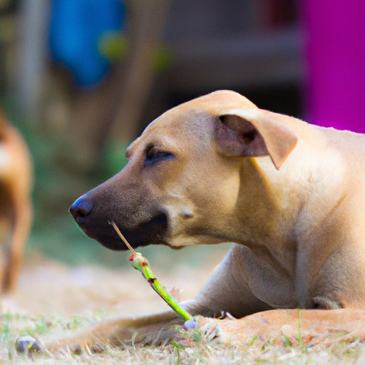 Why Do Dogs Eat Grass When Sick? Exploring the Behavior and Its Benefits