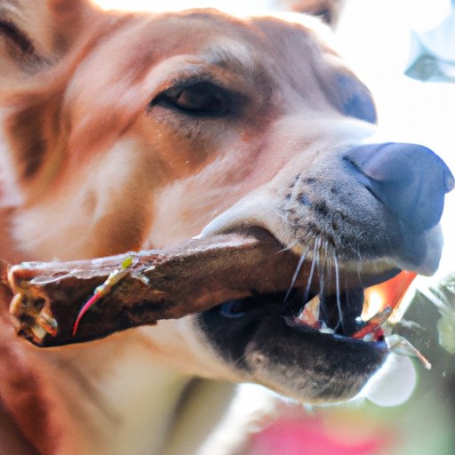 Why Do Dogs Eat Sticks? Understanding the Fascinating Science and Evolution of This Canine Behavior