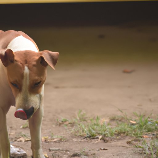 Why Dogs Eat Their Vomit: Understanding the Science and Behavior