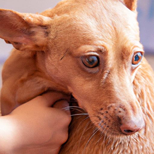 Why Do Dogs Get Hot Spots: Understanding and Treating Canine Dermatitis